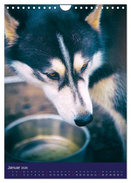Produktbild: Huskies - Artwork (Wandkalender 2026 DIN A4 hoch), CALVENDO Monatskalender