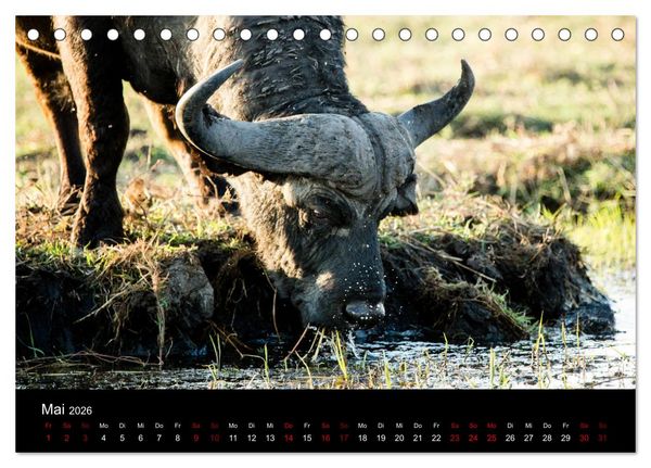 Produktbild: Afrika - Faszination Tierwelt (Tischkalender 2026 DIN A5 quer), CALVENDO Monatskalender