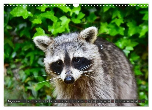 Produktbild: Besuch vom Waschb&auml;r (Wandkalender 2026 DIN A3 quer), CALVENDO Monatskalender