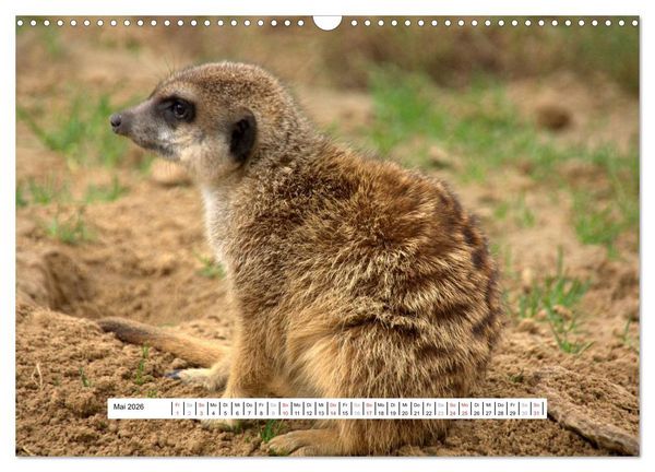Produktbild: Erdm&auml;nnchen - Die Kobolde im Tierreich (Wandkalender 2026 DIN A3 quer), CALVENDO Monatskalender