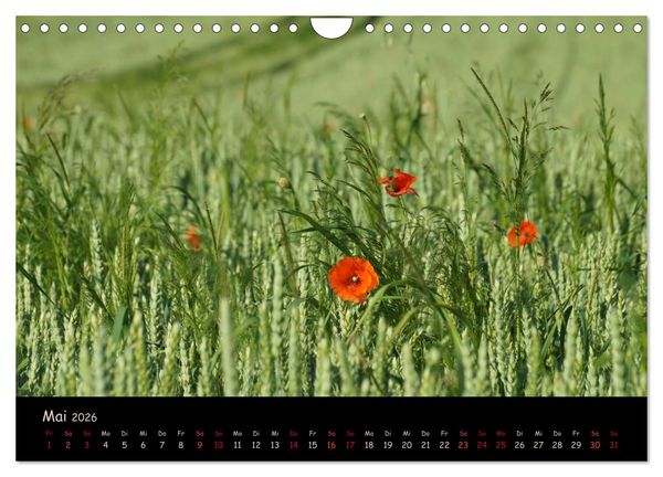 Produktbild: Just Mohn (Wandkalender 2026 DIN A4 quer), CALVENDO Monatskalender