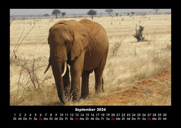 Produktbild: Elefanten 2026 Fotokalender DIN A3