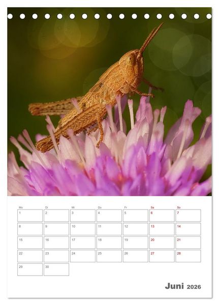 Produktbild: Helden in der Natur (Tischkalender 2026 DIN A5 hoch), CALVENDO Monatskalender