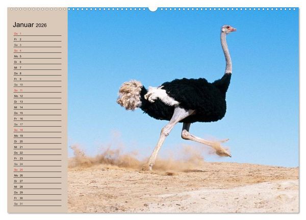 Produktbild: Vogel Strau&szlig;. Imposanter Riese und L&auml;ufer (hochwertiger Premium Wandkalender 2026 DIN A2 quer), Kunstdruck in Hochglanz