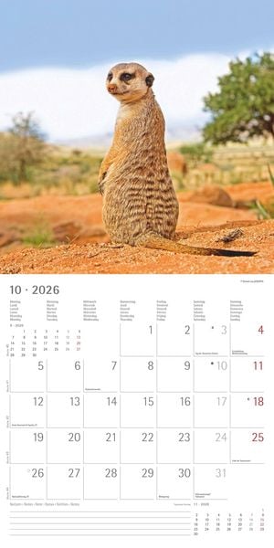 Produktbild: Alpha Edition - Erdmännchen 2026 Broschürenkalender, 30x30cm, Wandkalender mit P