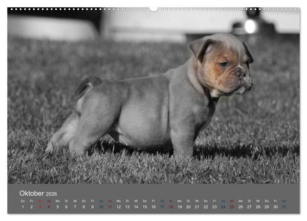 Produktbild: Bulldoggen-Zwerge (hochwertiger Premium Wandkalender 2026 DIN A2 quer), Kunstdruck in Hochglanz