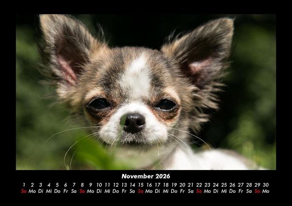Produktbild: Hunde 2026 Fotokalender DIN A3