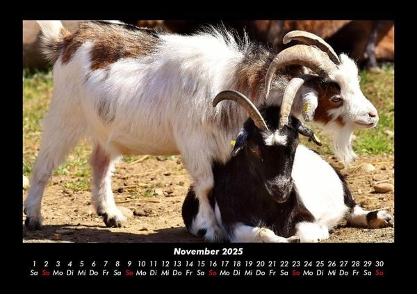 Produktbild: Tiere auf dem Bauernhof 2025 Fotokalender DIN A3