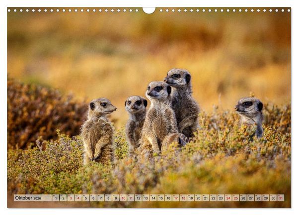 Produktbild: S&uuml;dafrika: Kapstadt, Garden Route und Cape Winelands (Wandkalender 2026 DIN A3 quer), CALVENDO Monatskalender