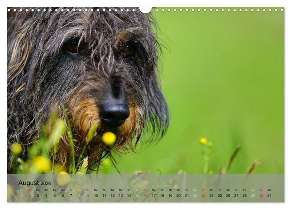 Produktbild: Liebenswerte Clowns (Wandkalender 2026 DIN A3 quer), CALVENDO Monatskalender