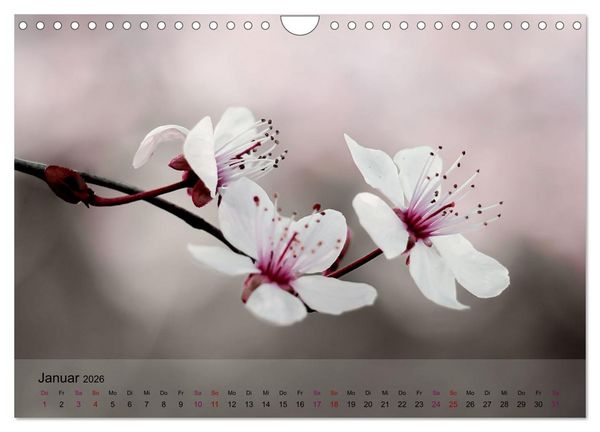 Produktbild: Bl&uuml;tenrausch - Mit Fr&uuml;hlingsgef&uuml;hlen durchs ganze Jahr (Wandkalender 2026 DIN A4 quer), CALVENDO Monatskalender