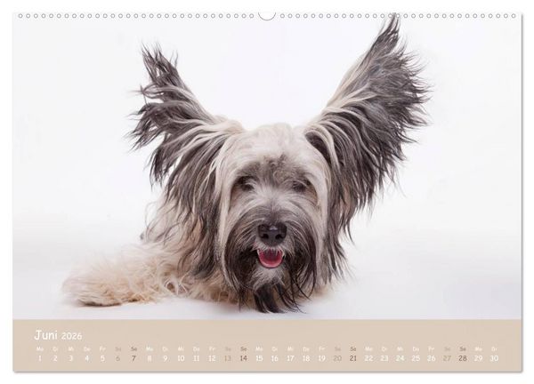 Produktbild: SCHLAPPOHREN (hochwertiger Premium Wandkalender 2026 DIN A2 quer), Kunstdruck in Hochglanz