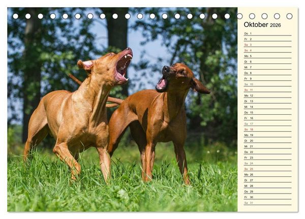 Produktbild: Rhodesian Ridgeback 2026 (Tischkalender 2026 DIN A5 quer), CALVENDO Monatskalender