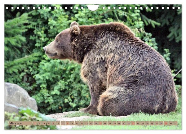 Produktbild: B&auml;ren - Der Eisb&auml;r und der Kamtschatka-Braunb&auml;r (Wandkalender 2026 DIN A4 quer), CALVENDO Monatskalender
