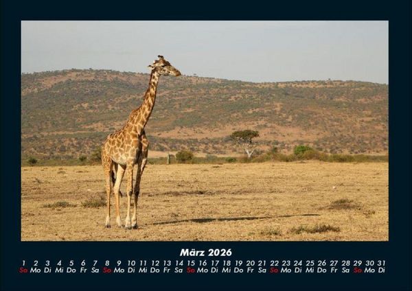 Produktbild: Giraffen 2026 Fotokalender DIN A4