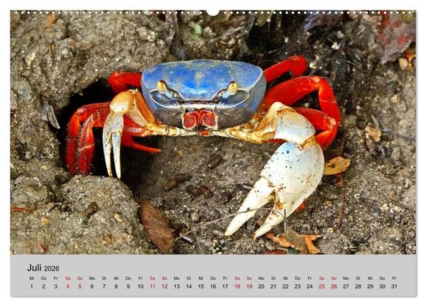 Produktbild: COSTA RICA - Tierische Momente (hochwertiger Premium Wandkalender 2026 DIN A2 quer), Kunstdruck in Hochglanz