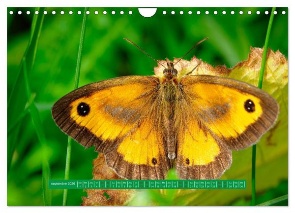 Produktbild: La vie de nos prairie, les papillons (Calendrier mural 2026 DIN A4 vertical), CALVENDO calendrier mensuel