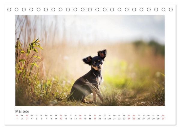 Produktbild: Herzenshunde 2026 (Tischkalender 2026 DIN A5 quer), CALVENDO Monatskalender