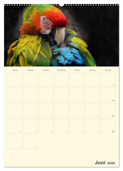Produktbild: Kunterbunter Papageien-Planer (hochwertiger Premium Wandkalender 2026 DIN A2 hoch), Kunstdruck in Hochglanz