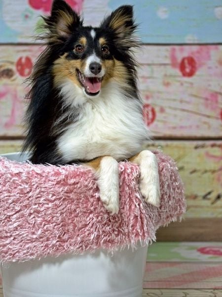 Produktbild: CALVENDO Puzzle Ein Motiv aus dem Kalender Mit Shelties durchs Jahr | 1000 Teile Lege-Gr&ouml;&szlig;e 64x48cm Foto-Puzzle f&uuml;r gl&uuml;ckliche Stunden