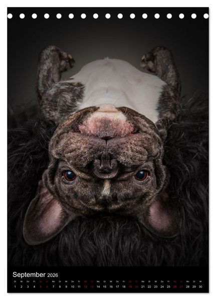 Produktbild: Bullyzauber - Franz&ouml;sische Bulldoggen (Tischkalender 2026 DIN A5 hoch), CALVENDO Monatskalender