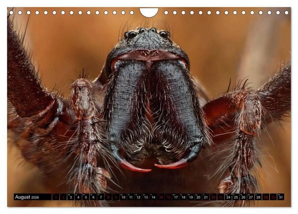 Produktbild: Faszination Makrofotografie: Spinnen (Wandkalender 2026 DIN A4 quer), CALVENDO Monatskalender