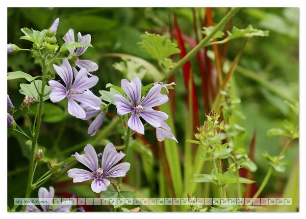 Produktbild: DES FLEURS ENCHANTERESSES (Calendrier de bureau 2026 DIN A5 vertical), CALVENDO calendrier mensuel