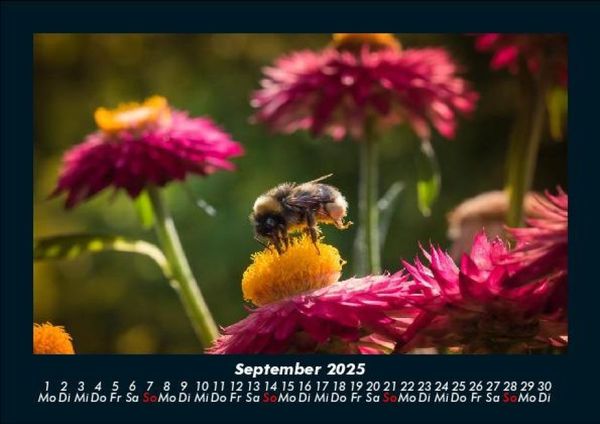 Produktbild: Blumenkalender 2025 Fotokalender DIN A5
