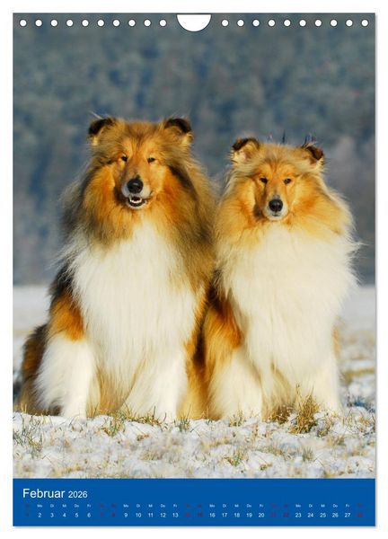 Produktbild: Traumhund Collie - Gl&uuml;ck auf vier Pfoten (Wandkalender 2026 DIN A4 hoch), CALVENDO Monatskalender
