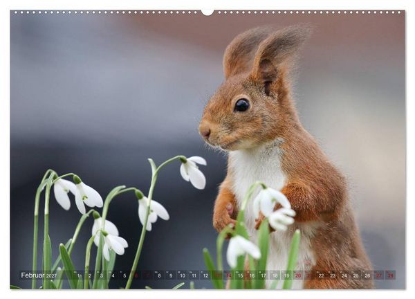 Produktbild: Eichh&ouml;rnchen in zauberhaften Posen (Wandkalender 2027 DIN A2 quer), CALVENDO Monatskalender