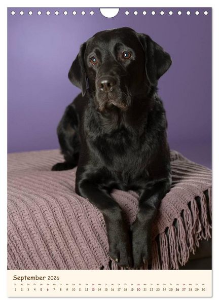 Produktbild: Labrador Retriever (Wandkalender 2026 DIN A4 hoch), CALVENDO Monatskalender