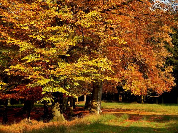 Produktbild: CALVENDO Puzzle Wundervoller Herbst! Ein Motiv aus dem Kalender Jahresringe - B&auml;ume als Wegbegleiter | 1000 Teile Lege-Gr&ouml;&szlig;e 64x48cm Foto-Puzzle f&uuml;r gl&uuml;ckliche Stunden