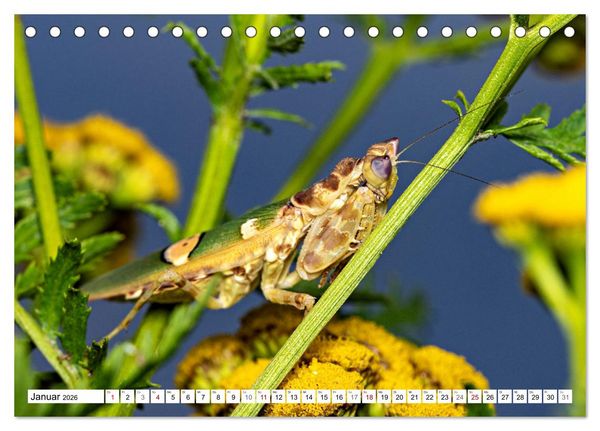 Produktbild: Im Bann der Mantis (Tischkalender 2026 DIN A5 quer), CALVENDO Monatskalender