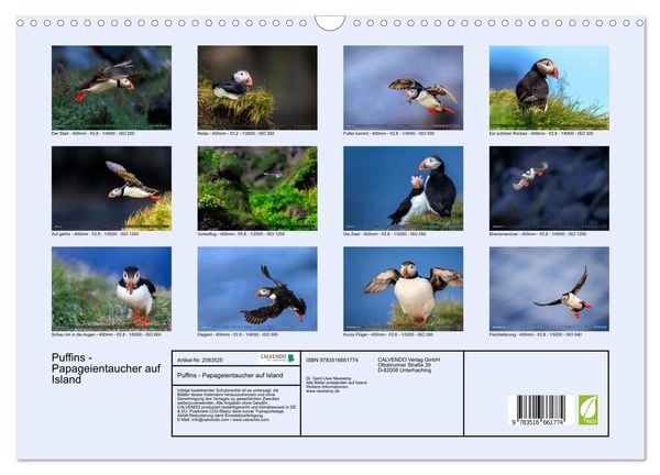 Produktbild: Puffins - Papageientaucher auf Island (Wandkalender 2026 DIN A3 quer), CALVENDO Monatskalender