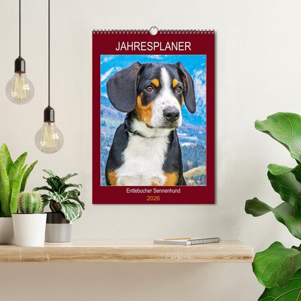 Produktbild: Jahresplaner Entlebucher Sennenhund (Wandkalender 2026 DIN A3 hoch), CALVENDO Monatskalender