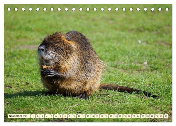 Produktbild: Nutrias Pei&szlig;nitzinsel Halle Saale (Tischkalender 2026 DIN A5 quer), CALVENDO Monatskalender