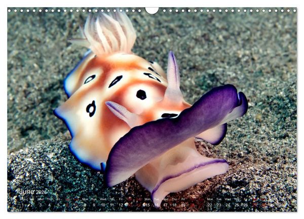 Produktbild: Diving in Indonesia - BEAUTIFUL NUDIBRANCHS (Wall Calendar 2026 DIN A3 landscape), CALVENDO 12 Month Wall Calendar