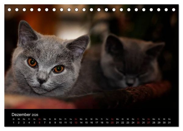 Produktbild: B&auml;rige Schmusetiger - Britisch Kurzhaar / CH-Version (Tischkalender 2026 DIN A5 quer), CALVENDO Monatskalender