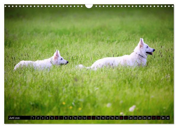 Produktbild: Wei&szlig;e Sch&auml;ferhunde in sch&ouml;nen Landschaften (Wandkalender 2026 DIN A3 quer), CALVENDO Monatskalender