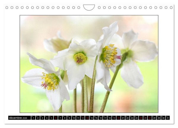 Produktbild: Charmantes fleurs blanches (Calendrier mural 2026 DIN A4 vertical), CALVENDO calendrier mensuel