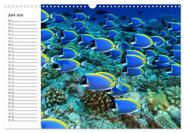 Produktbild: Paradiese. Karibik und S&uuml;dsee &uuml;ber und unter Wasser (Wandkalender 2026 DIN A3 quer), CALVENDO Monatskalender