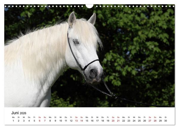 Produktbild: Pferde - im Galopp durch's Jahr 2026 (Wandkalender 2026 DIN A3 quer), CALVENDO Monatskalender