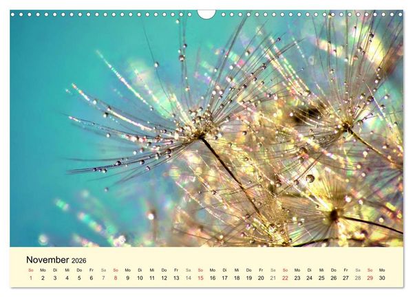 Produktbild: Naturjuwel Pusteblume (Wandkalender 2026 DIN A3 quer), CALVENDO Monatskalender