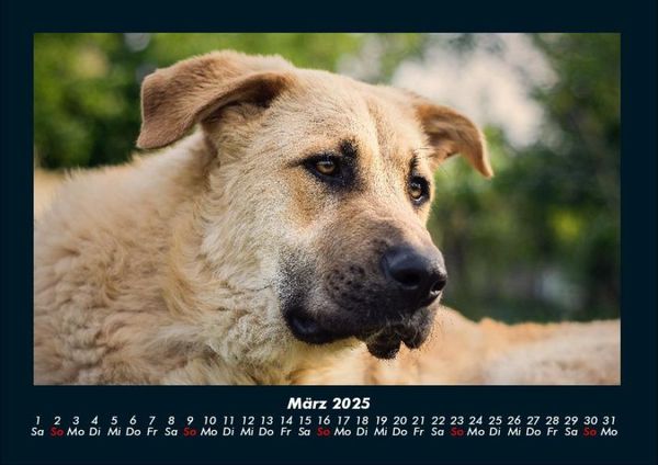 Produktbild: Hunde 2025 Fotokalender DIN A4