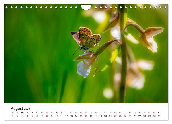 Produktbild: Oberbayerischer Insekten Kalender (Wandkalender 2026 DIN A4 quer), CALVENDO Monatskalender