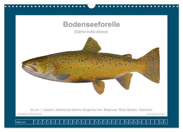 Produktbild: Fisch als Kunst 2027: Seeforellen (Wandkalender 2027 DIN A3 quer), CALVENDO Monatskalender