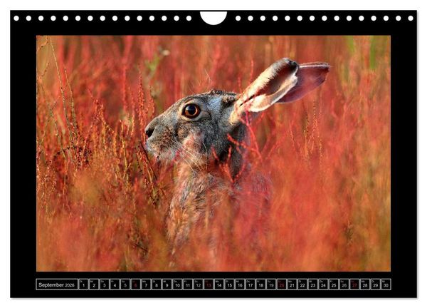 Produktbild: Feldhasen - Meister Lampe in Franken (Wandkalender 2026 DIN A4 quer), CALVENDO Monatskalender