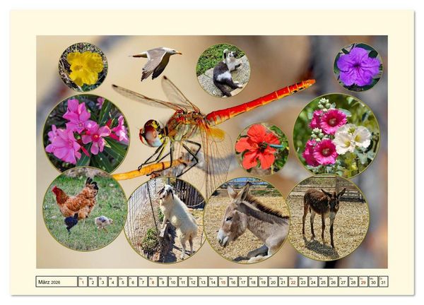 Produktbild: Natur und Kultur der Insel Kos (hochwertiger Premium Wandkalender 2026 DIN A2 quer), Kunstdruck in Hochglanz