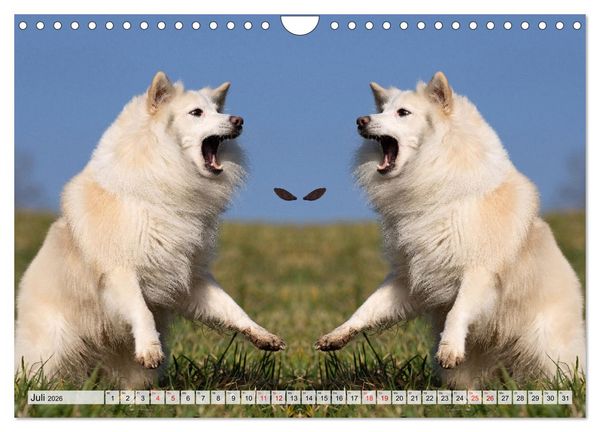 Produktbild: Mit doppelter Power durch das Jahr (Wandkalender 2026 DIN A4 quer), CALVENDO Monatskalender