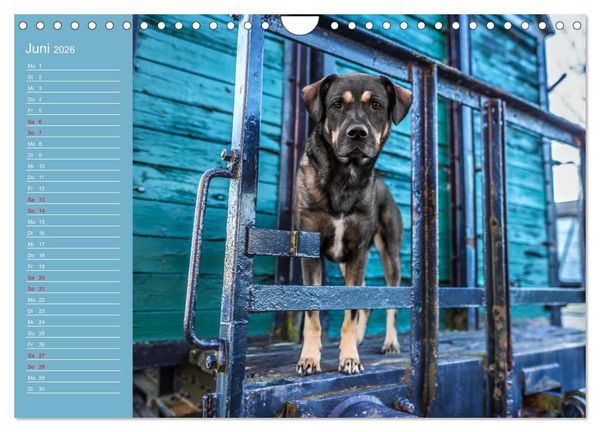 Produktbild: Hunde im Fokus (Wandkalender 2026 DIN A4 quer), CALVENDO Monatskalender